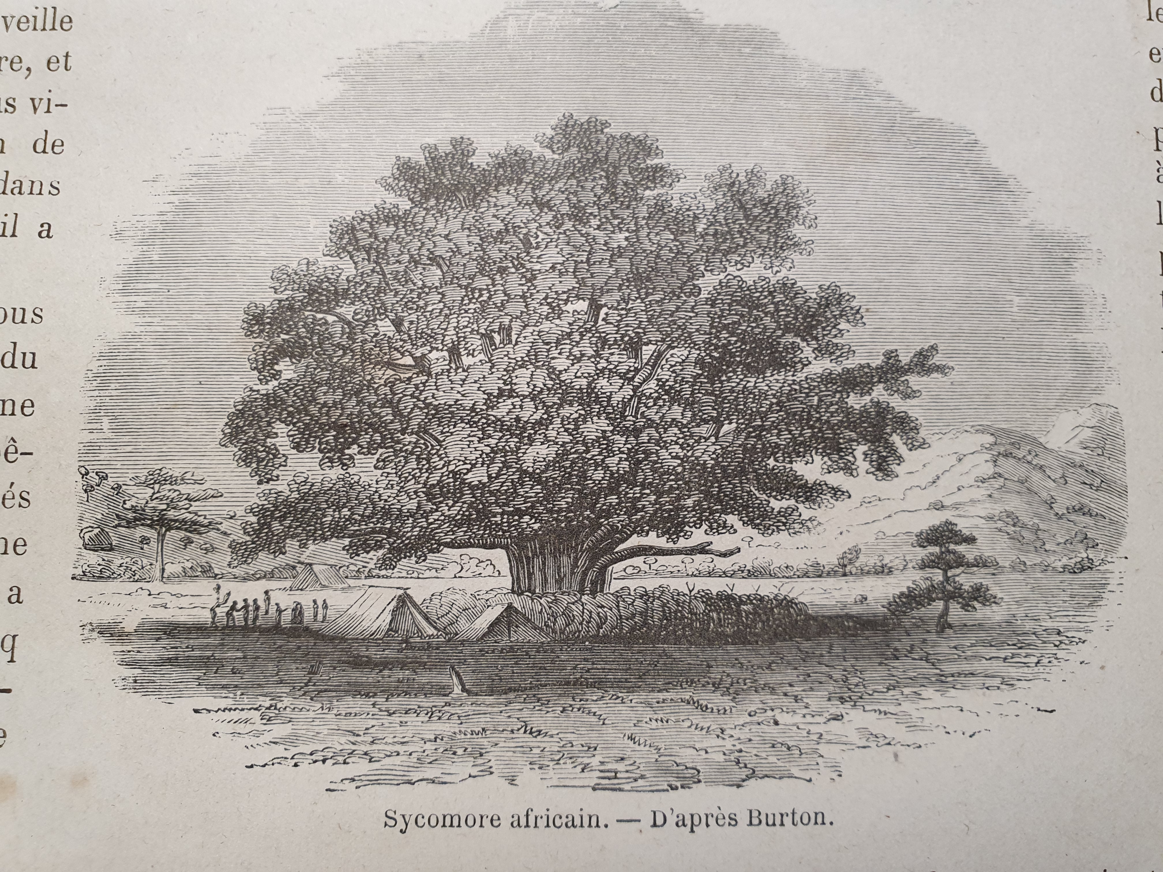 Sycomore africain (Ficus sycomorus) dans 'le tour du monde,  page 314, volume 2, 1860.